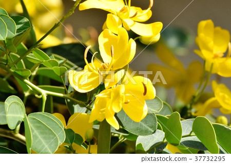 三鷹市的植物，開花在三鷹中原的東京Kobanoshina 37732295