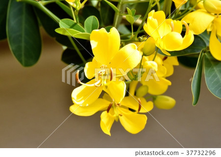 Plants of Mitaka City, Tokyo Kobanoshina blooming in Mitaka Nakahara Plants of Mitaka City, Tokyo Kobanoshina blooming in Mitaka Nakahara 37732296