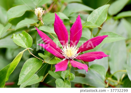 開花在Mitaka Nakahara，Mitaka市，東京的鐵線蓮屬 37732299
