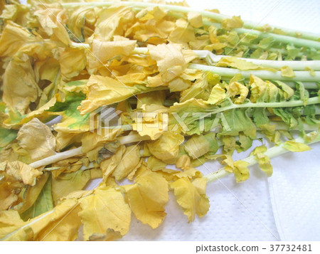 Yellowed radish leaves Yellowed radish leaves 37732481