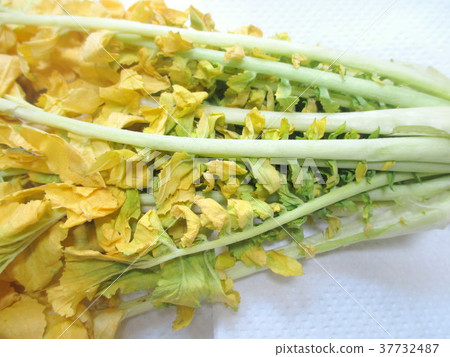 Yellowed radish leaves Yellowed radish leaves 37732487