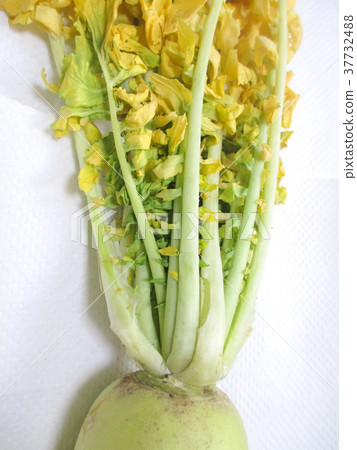 Yellowed radish leaves Yellowed radish leaves 37732488