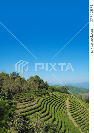 Tea plantation in Doi Mae Salong, Chiang Rai 37732671