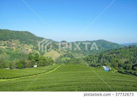 Tea plantation in Doi Mae Salong, Chiang Rai 37732673