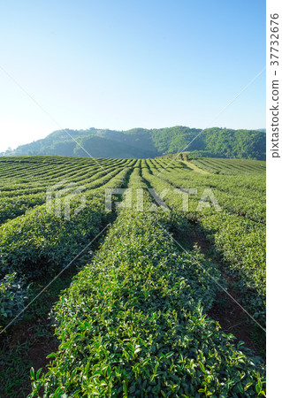 Tea plantation in Doi Mae Salong, Chiang Rai Tea plantation in Doi Mae Salong, Chiang Rai 37732676