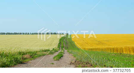Buckwheat field under cloudy blue sky summer day Buckwheat field under cloudy blue sky summer day 37732705