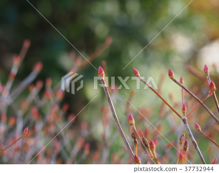 The bud of the dogwood azalea 37732944