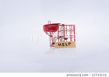 Polar bear in cage asking for help Polar bear in cage asking for help 37733219