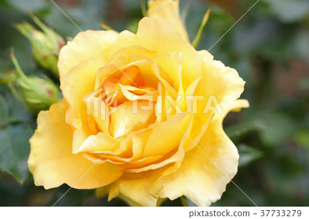 Beautiful roses with orange and vermilion Beautiful roses with orange and vermilion 37733279