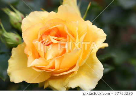 Beautiful roses with orange and vermilion Beautiful roses with orange and vermilion 37733280