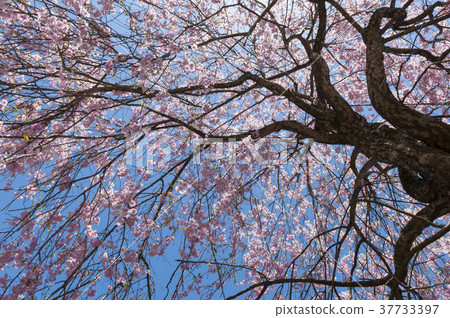 櫻花 37733397