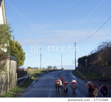 Sheep in the road walking to new grazing area 37733866