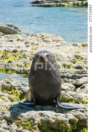 Natural Seal on sea coast, New Zealand 37733997
