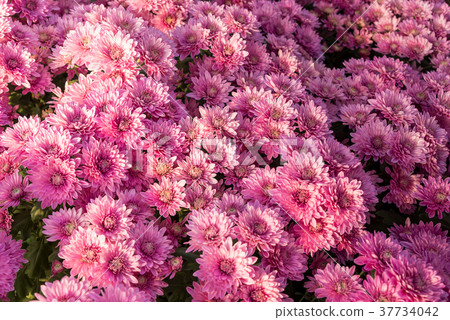 图库照片: beautiful purple mums or chrysanthemums.