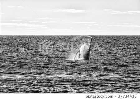 in australia a free whale in the ocean 37734433