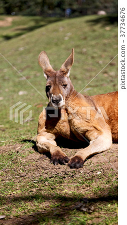 natuarl park close up of the kangaroo near bush natuarl park close up of the kangaroo near bush 37734676