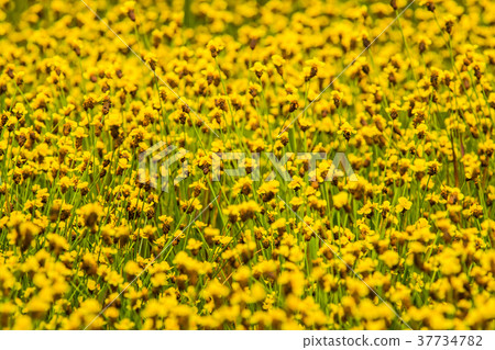 Yellow Flower Field4 Yellow Flower Field4 37734782