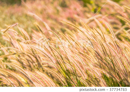 Grass wayside Grass wayside 37734783