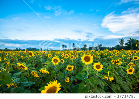 Sunflower field4 Sunflower field4 37734785