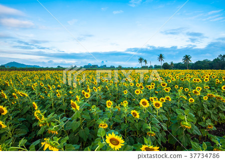 Sunflower field5 37734786