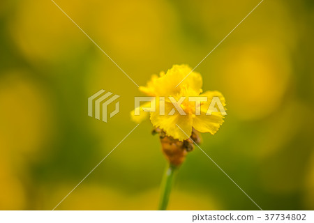 Yellow Flower Field7 Yellow Flower Field7 37734802