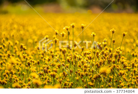 Yellow Flower Field9 37734804