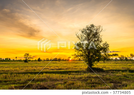 Field with beautiful sky13 Field with beautiful sky13 37734805