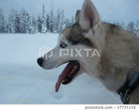 Husky dog and snow 37735158