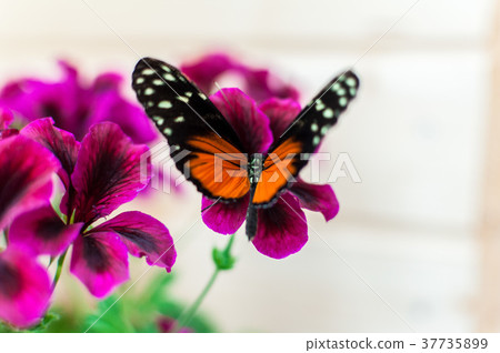 Close-up on a tiger longwing butterfly 37735899