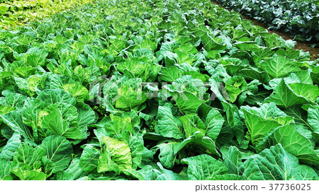 Agriculture image (cabbage field) Agriculture image (cabbage field) 37736025