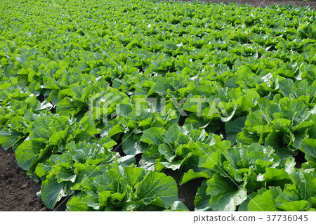 Agriculture image (cabbage field) Agriculture image (cabbage field) 37736045