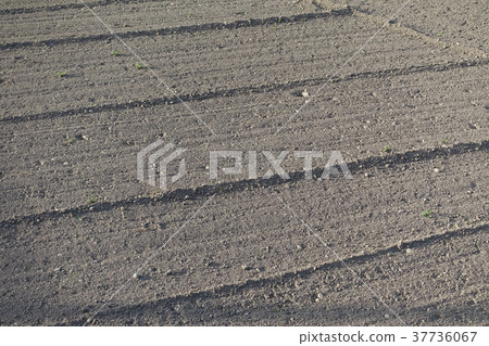 Agricultural image (field, black soil) 37736067