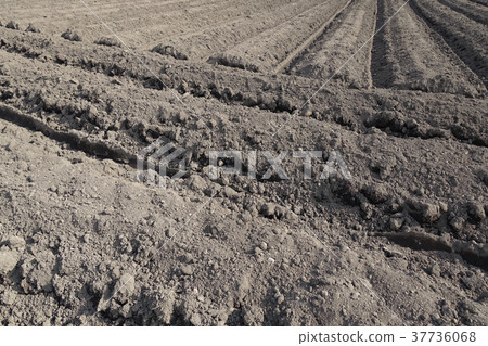 Agricultural image (field, black soil) 37736068
