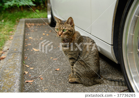 Pheasant cat 37736265