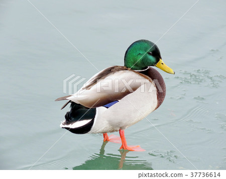 Toronto Lake male Mallard duck on the ice 2018 37736614