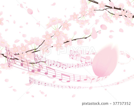 Yoshino cherry tree 37737352