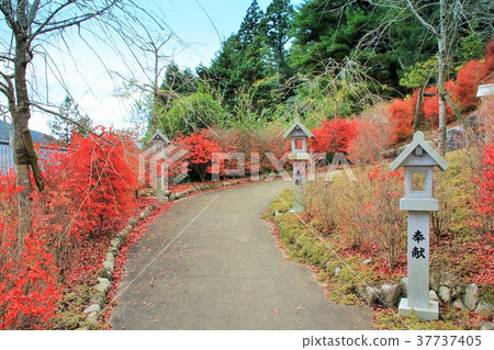 Oyama Kannonji Temple (Shukuri-cho) of autumn leaves Oyama Kannonji Temple (Shukuri-cho) of autumn leaves 37737405