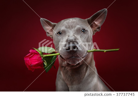 dog holding rose in mouth dog holding rose in mouth 37737745