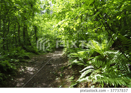 Goshiki-numa Ponds自然森林道路，同時看著新鮮的綠色植物和小湖泊和沼澤 37737837