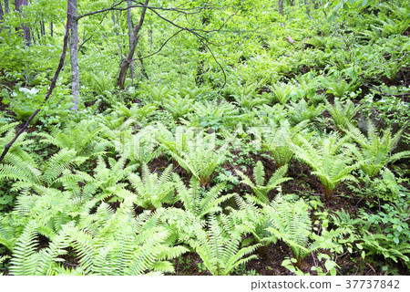 Goshiki-numa Ponds自然森林道路,同時看著新鮮的綠色植物和小湖泊和沼澤 Goshiki-numa Ponds自然森林道路,同時看著新鮮的綠色植物和小湖泊和沼澤 37737842