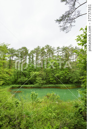 Aka-numa Pond(一種五色沼澤),鐵成分附著在沼澤周圍的植物上,看起來很紅 Aka-numa Pond(一種五色沼澤),鐵成分附著在沼澤周圍的植物上,看起來很紅 37737881