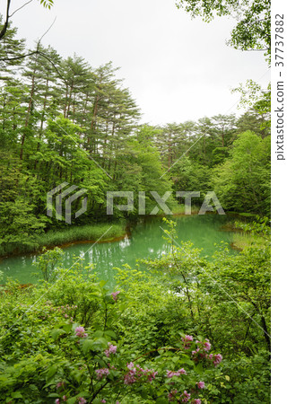 Aka-numa Pond (A five-color swamp) that the iron component adheres to plants around the swamp and looks red 37737882