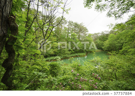 Aka-numa Pond(一種五色沼澤),鐵成分附著在沼澤周圍的植物上,看起來很紅 Aka-numa Pond(一種五色沼澤),鐵成分附著在沼澤周圍的植物上,看起來很紅 37737884