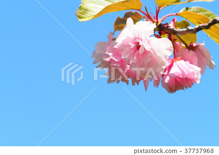 櫻花（Sekiyama） 37737968