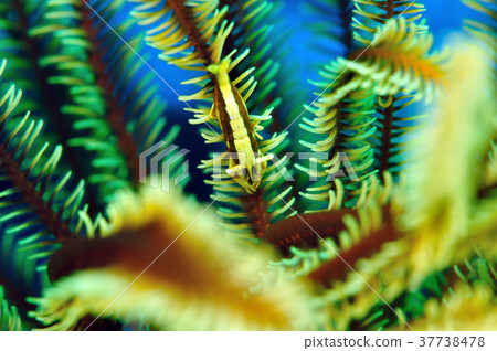 Ryukyu Umidoshi shrimp 37738478