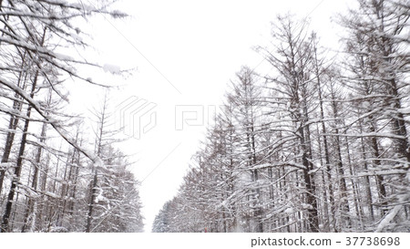 Hokkaido Biei's winter forest road Hokkaido Biei's winter forest road 37738698