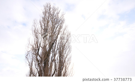 Ken and Mary's tree Ken and Mary's tree 37738773