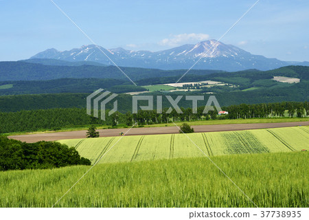 The hill of steadiness _ summer 37738935