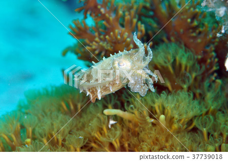 Kobushime Young 37739018