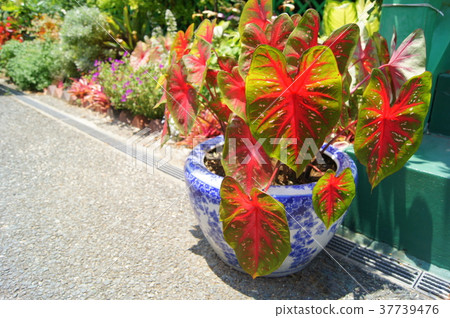 Karajiumu Karajiumu 37739476